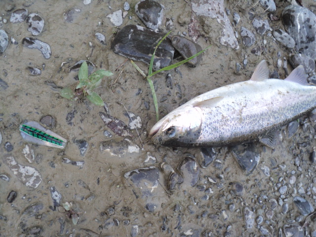 Name:  picture 01 2131.jpg
Views: 181
Size:  164.9 KB