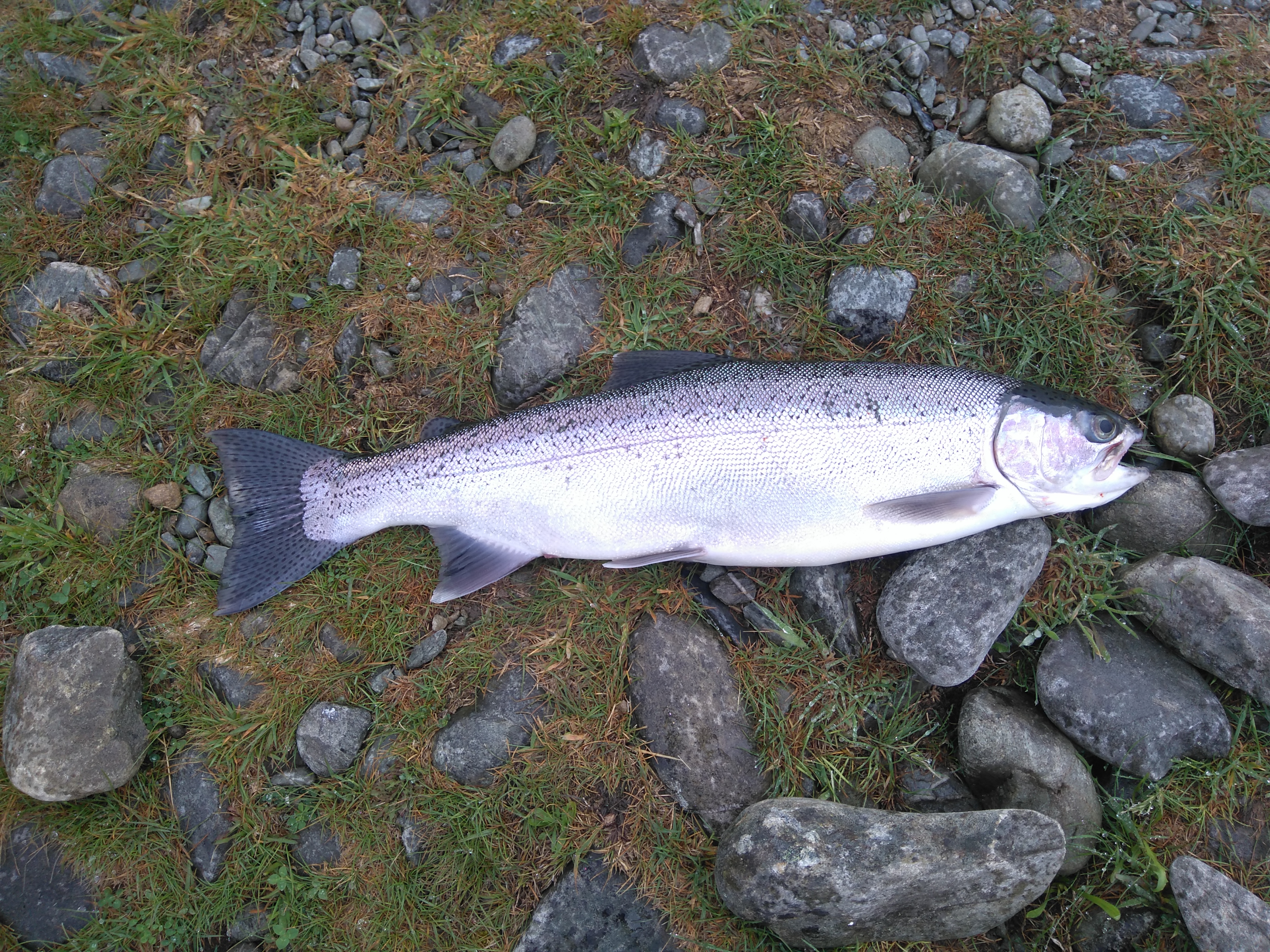 Name:  twizel trout 5lb.JPG
Views: 229
Size:  4.74 MB