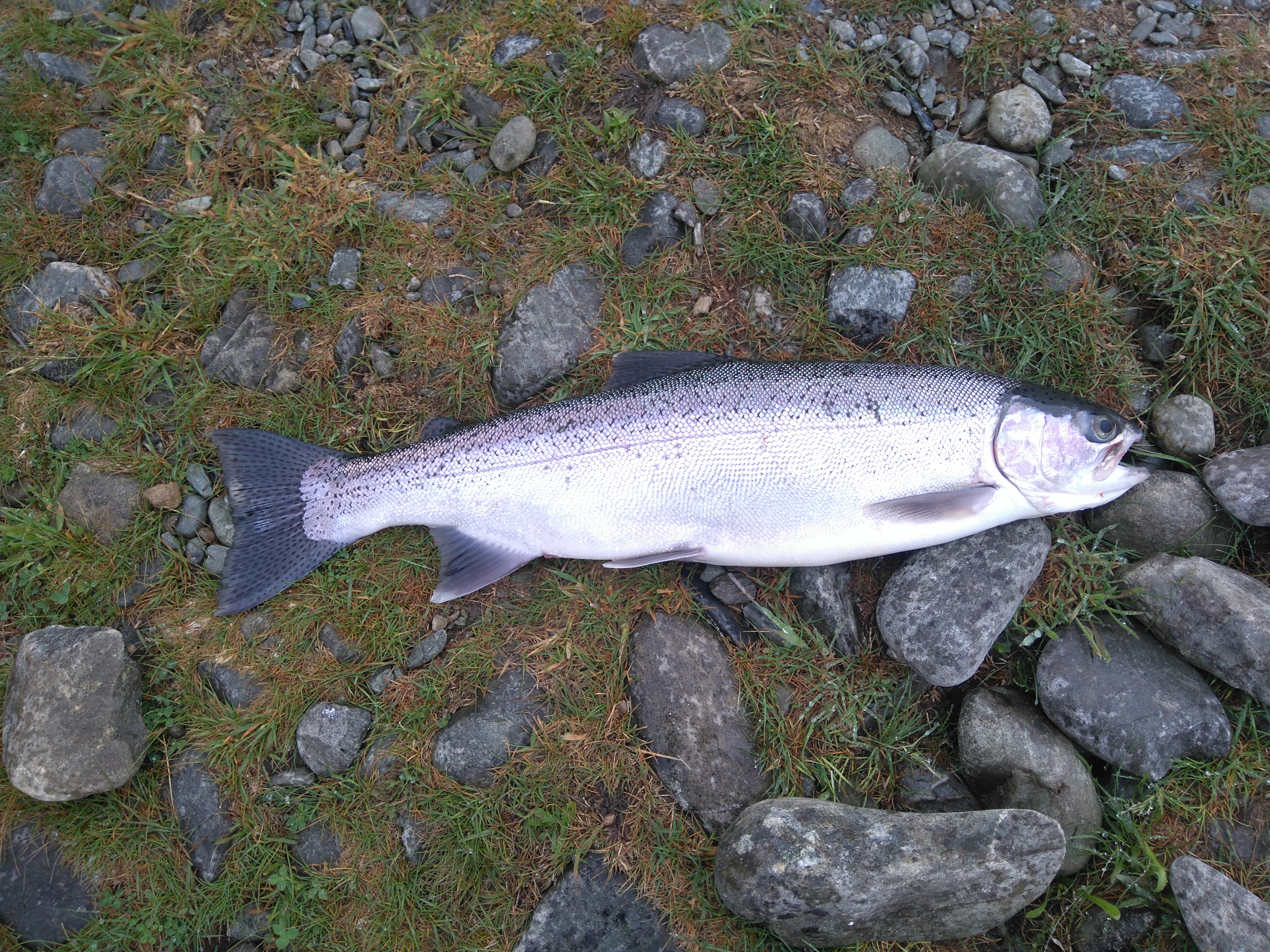 Name:  twizel trout 5lb.JPG
Views: 207
Size:  4.74 MB