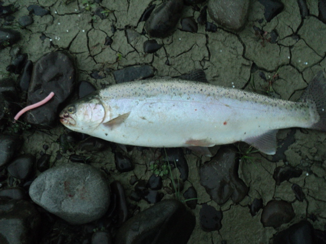 Name:  picture 01 2164.jpg
Views: 300
Size:  163.2 KB
