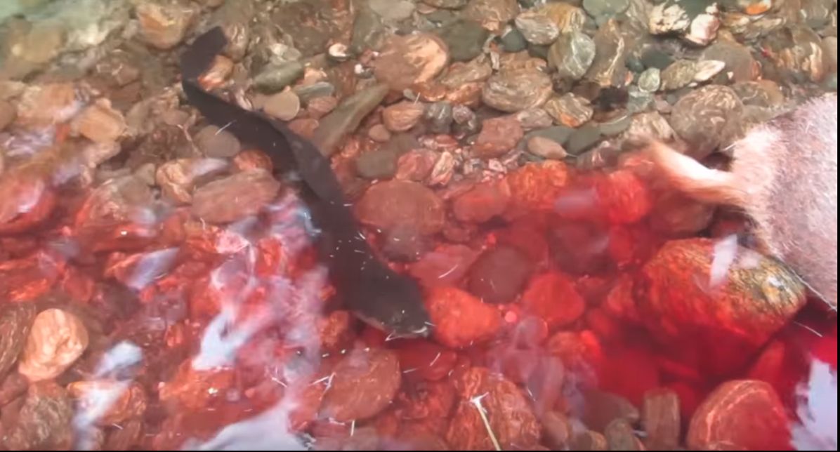 Name:  Bach Vampire Eel Sml.jpg
Views: 271
Size:  95.6 KB