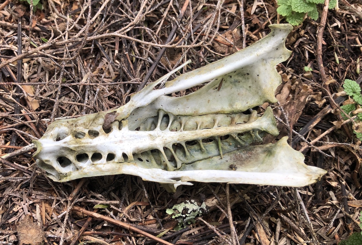 Name:  Skull underside 1200.jpeg
Views: 692
Size:  571.8 KB
