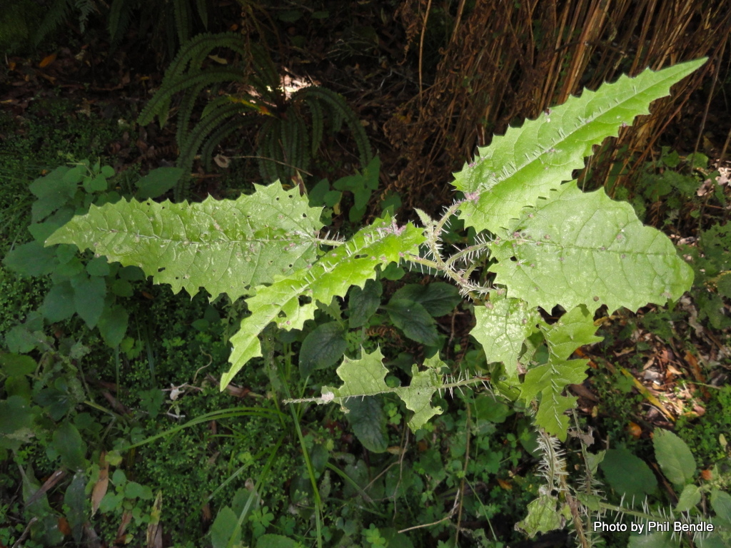 Name:  tree_nettle__Urtica_ferox-006.jpg
Views: 491
Size:  422.3 KB