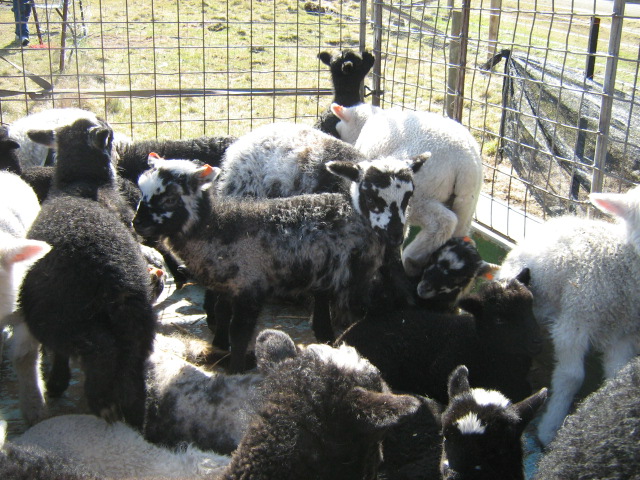 Name:  lambs.jpg
Views: 123
Size:  160.0 KB