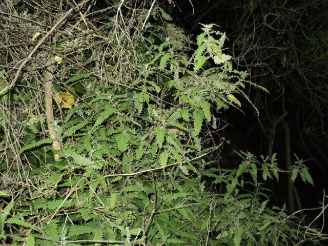 Name:  picture 421.jpg
Views: 496
Size:  164.5 KB
