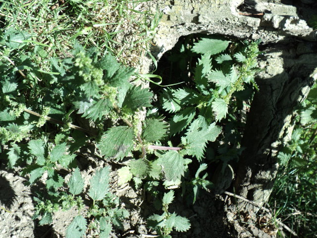 Name:  picture 717.jpg
Views: 866
Size:  163.4 KB