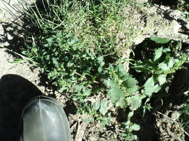Name:  picture 718.jpg
Views: 895
Size:  165.1 KB