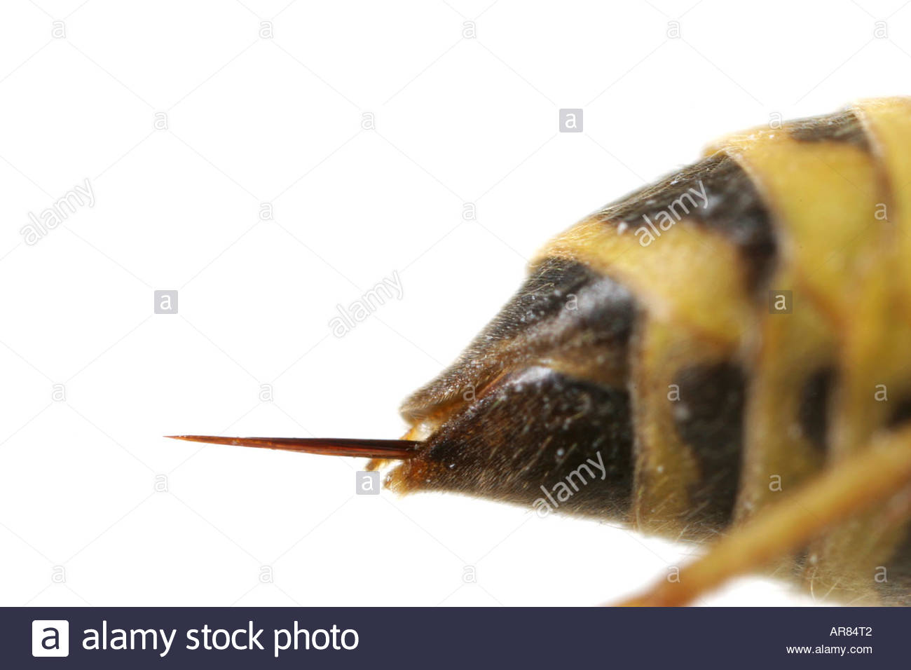 Name:  close-up-uf-the-needle-of-a-wasp-AR84T2.jpg
Views: 451
Size:  75.5 KB