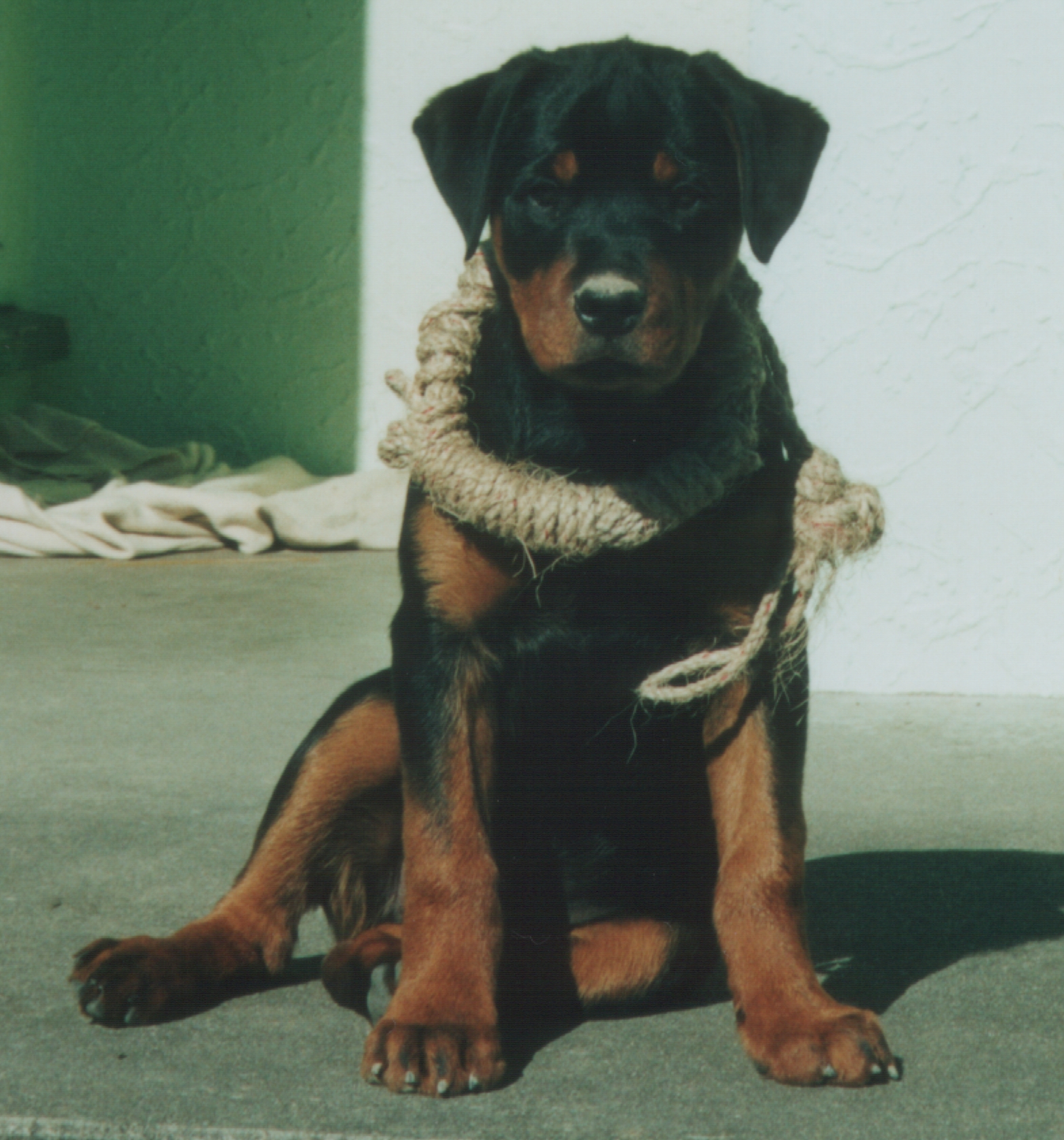 Name:  rougepup.jpg
Views: 158
Size:  1.42 MB