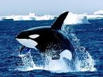 Name:  orca.jpg
Views: 208
Size:  5.2 KB