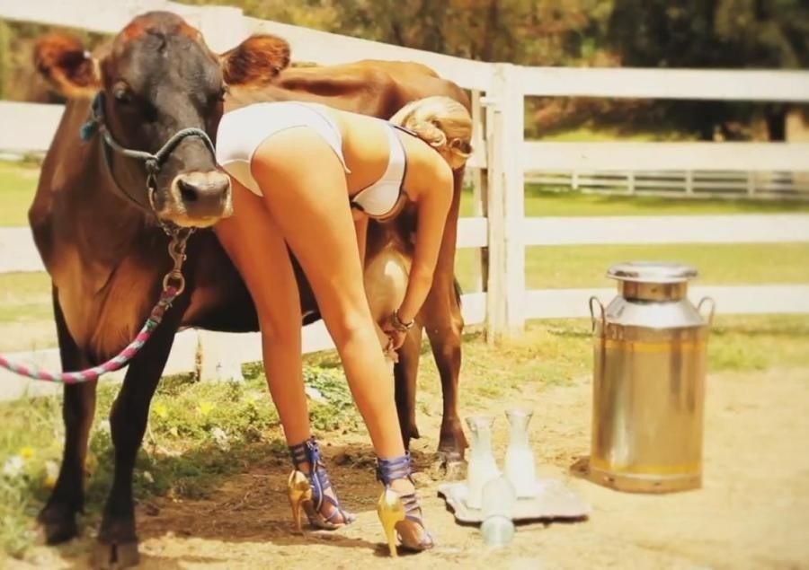 Name:  milking cows.jpg
Views: 349
Size:  67.7 KB