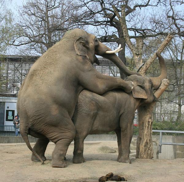 Name:  Elephant mating.jpg
Views: 933
Size:  80.3 KB