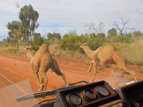Name:  Camel pic.jpg
Views: 905
Size:  39.5 KB
