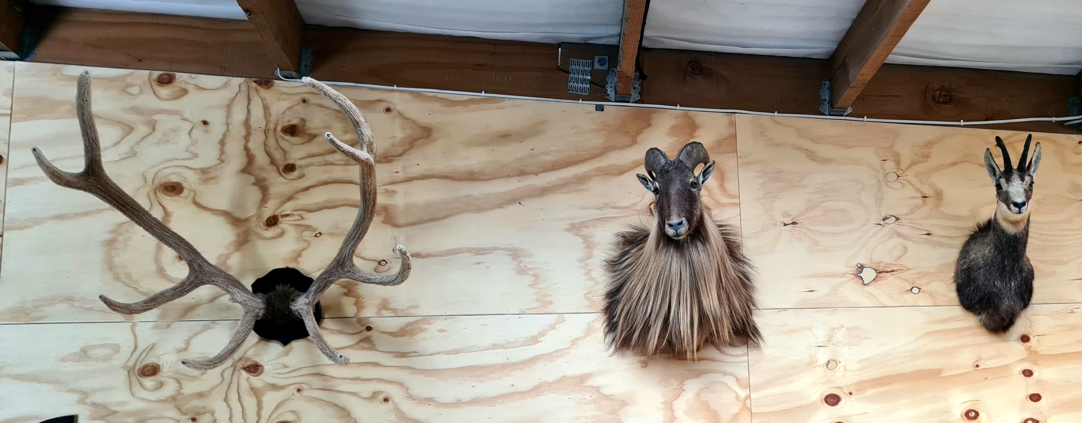 Name:  Stag.jpg
Views: 241
Size:  882.8 KB
