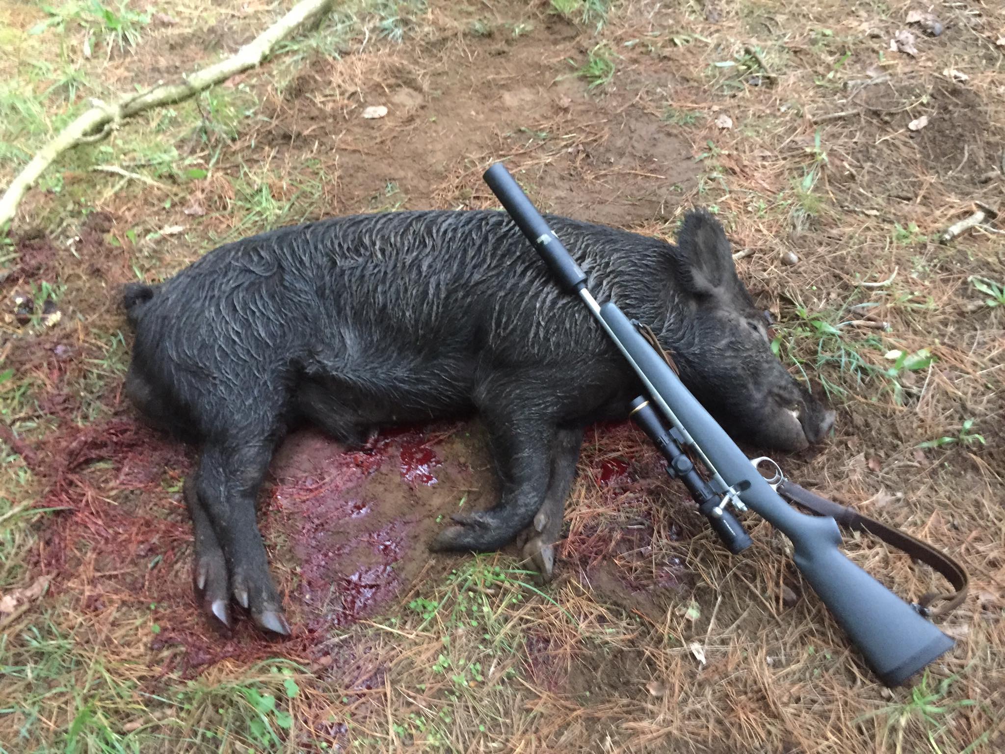Name:  185 pig.jpg
Views: 1722
Size:  483.8 KB