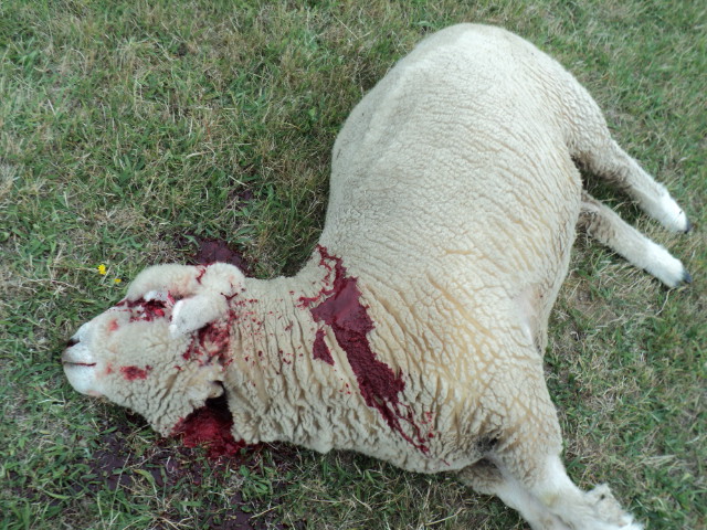 Name:  picture 3203.jpg
Views: 241
Size:  162.9 KB