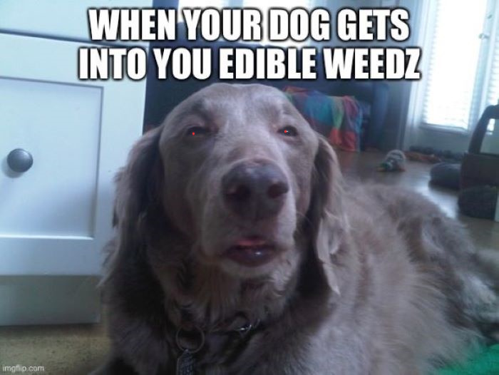 Name:  Labrador Dope.jpg
Views: 282
Size:  83.4 KB