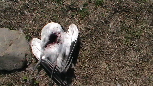Name:  H1010004.JPG
Views: 592
Size:  126.2 KB