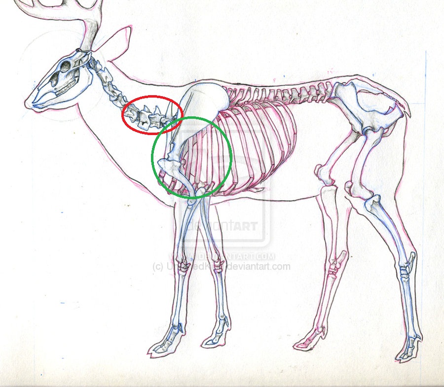 Name:  14410d1379368173-neckshot-placement-deer-skeleton4.jpg
Views: 274
Size:  183.3 KB