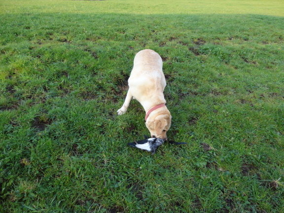 Name:  Hunter2.JPG
Views: 447
Size:  118.1 KB
