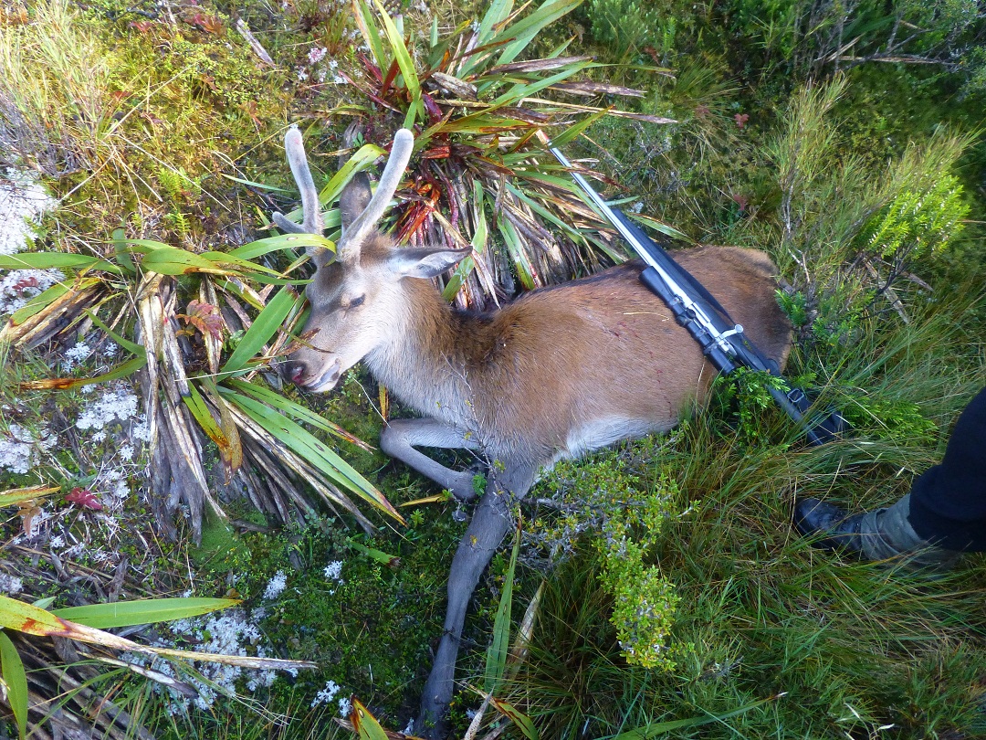 Name:  Longwoods_Deer1.jpg
Views: 592
Size:  630.5 KB