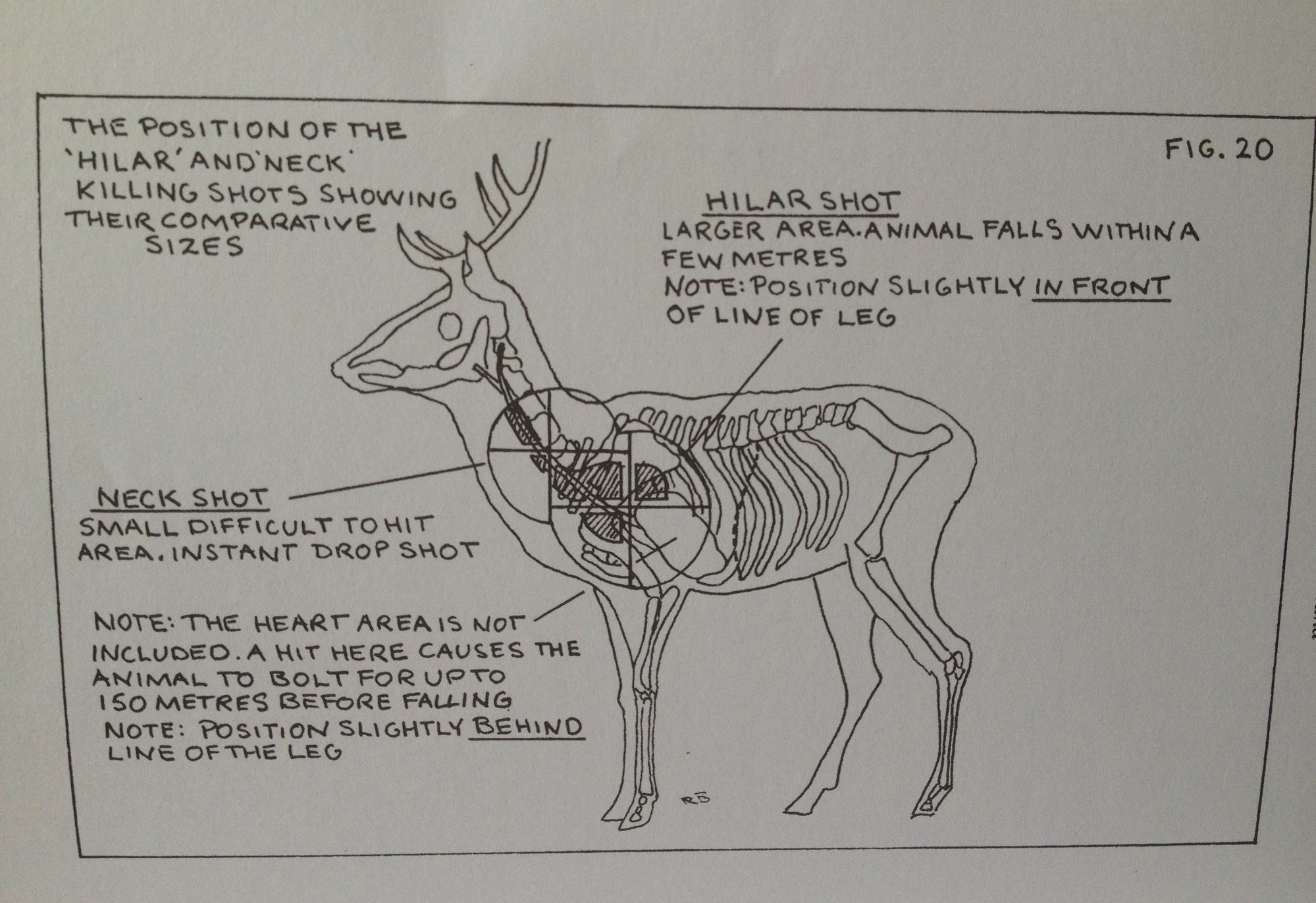 Name:  Deer skeleton.jpg
Views: 394
Size:  714.4 KB