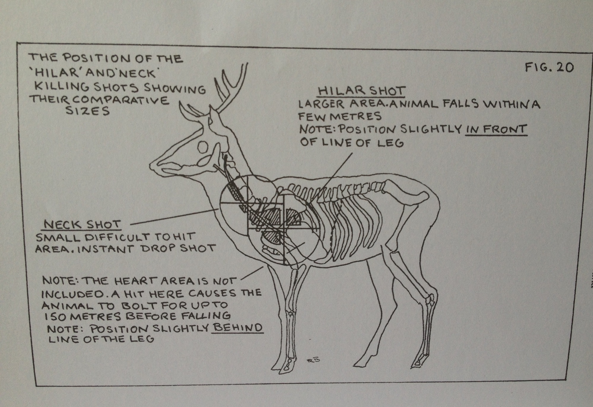 Name:  Deer skeleton.jpg
Views: 354
Size:  714.4 KB