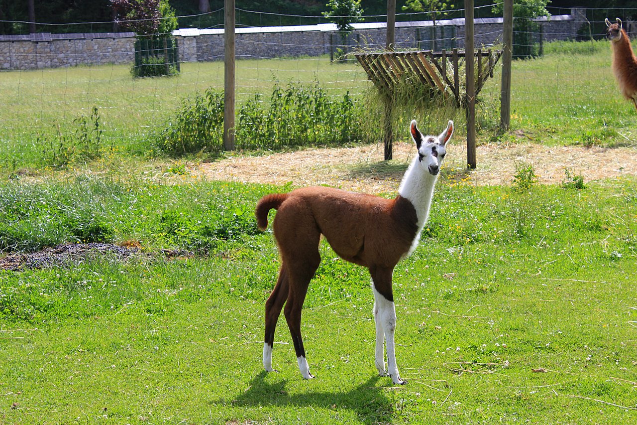 Name:  young llama.jpg
Views: 188
Size:  454.7 KB