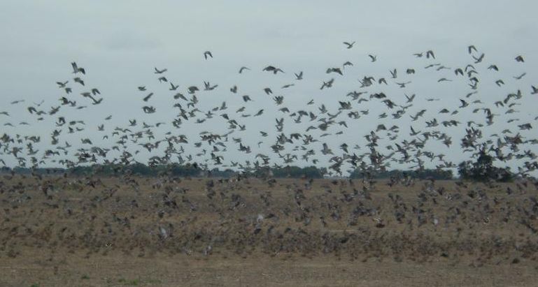 Name:  RED Argey Doves 3 SML.jpg
Views: 135
Size:  48.3 KB
