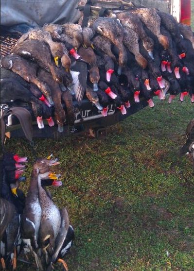 Name:  RED Argy Morning Truck load ducks Sml.jpg
Views: 171
Size:  60.8 KB