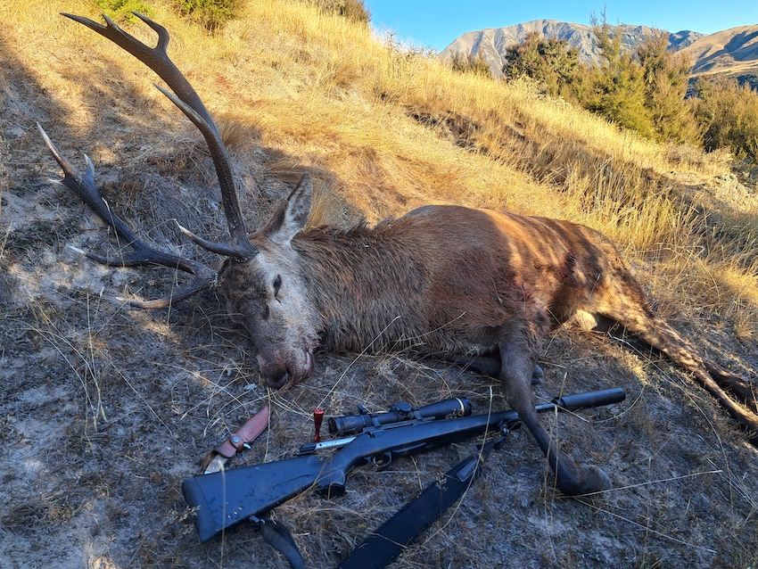 Name:  stag resized.jpg
Views: 121
Size:  353.0 KB