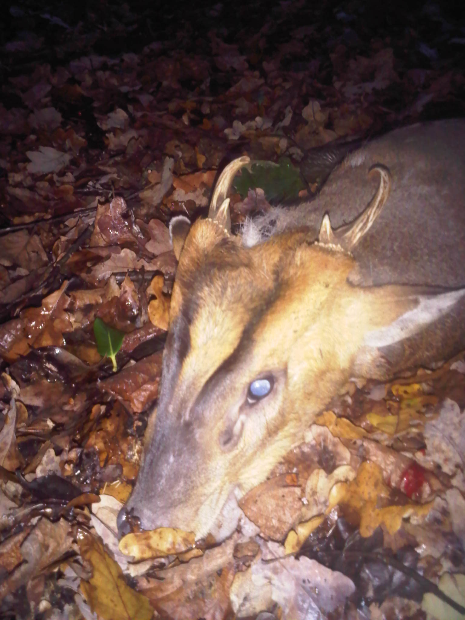 Name:  Big muntjac 2.jpg
Views: 545
Size:  246.6 KB