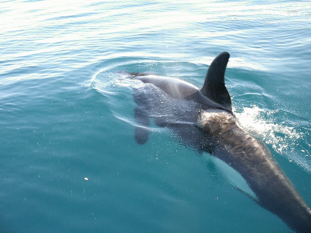 Name:  4 Centenial 478.jpg
Views: 503
Size:  133.7 KB