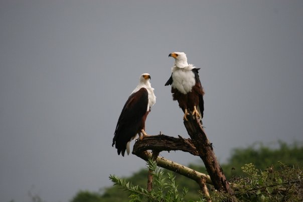 Name:  10391779_185114150562_6995957_n.jpg
Views: 337
Size:  24.3 KB