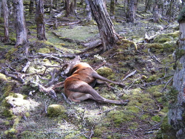 Name:  FALLEN MONARCH.jpg
Views: 358
Size:  225.0 KB