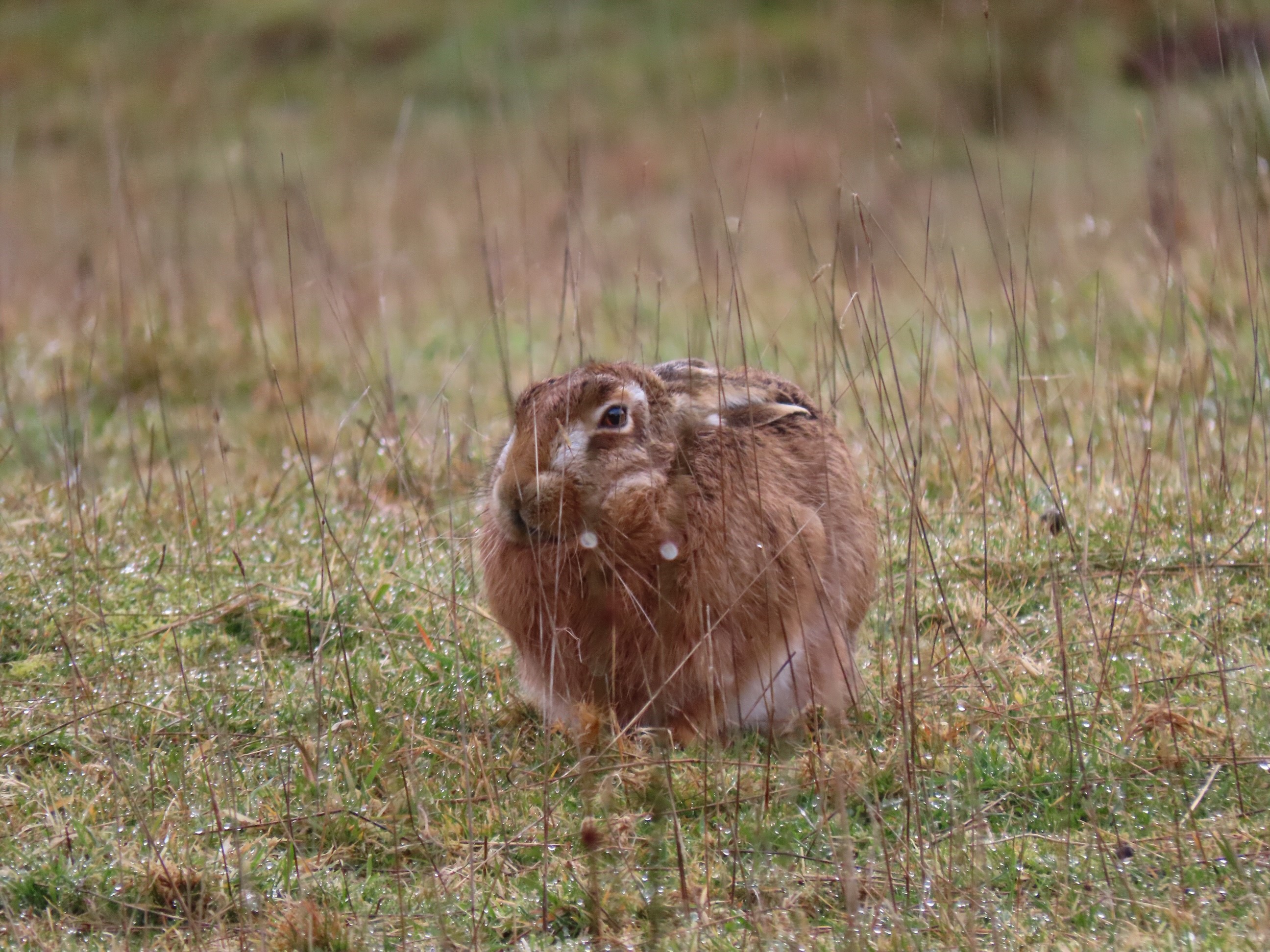Name:  Hare.jpg
Views: 469
Size:  1.16 MB