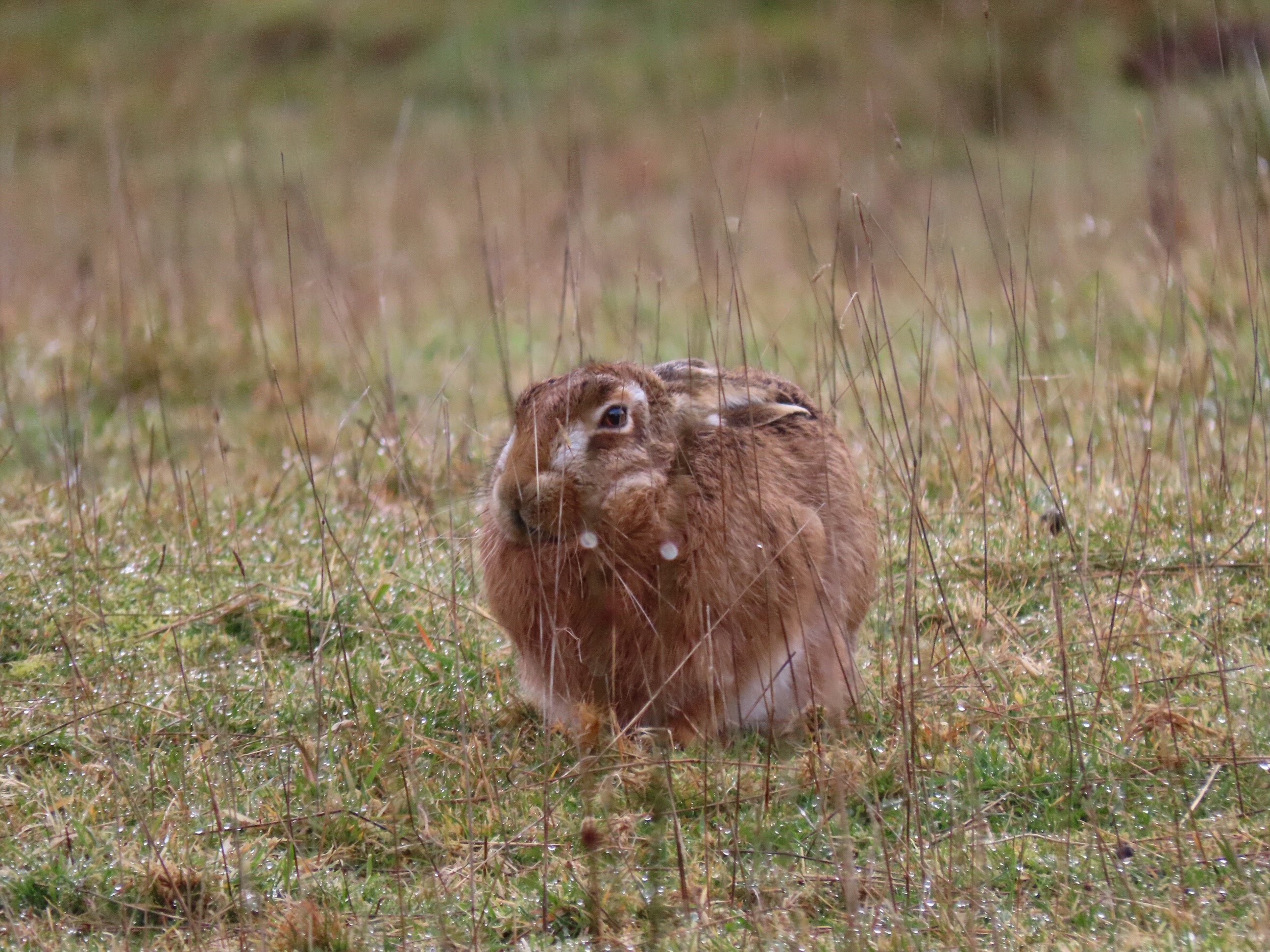 Name:  Hare.jpg
Views: 445
Size:  1.16 MB