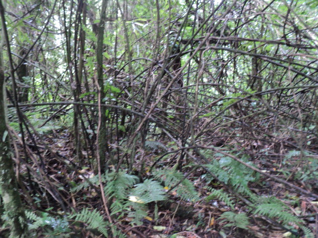 Name:  picture 01 3778.jpg
Views: 686
Size:  164.5 KB