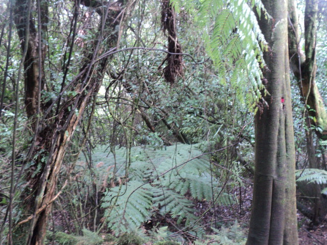 Name:  picture 01 3781.jpg
Views: 735
Size:  165.3 KB