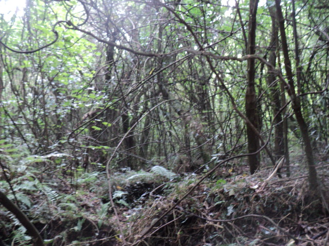 Name:  picture 01 3815.jpg
Views: 713
Size:  165.2 KB