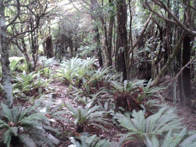 Name:  picture 01 4033.jpg
Views: 279
Size:  165.3 KB