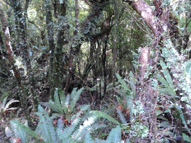 Name:  picture 01 4060.jpg
Views: 306
Size:  164.1 KB