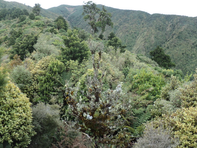 Name:  picture 01 4063.jpg
Views: 342
Size:  164.3 KB