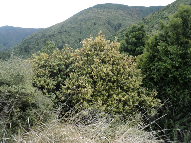 Name:  picture 01 4064.jpg
Views: 329
Size:  164.7 KB