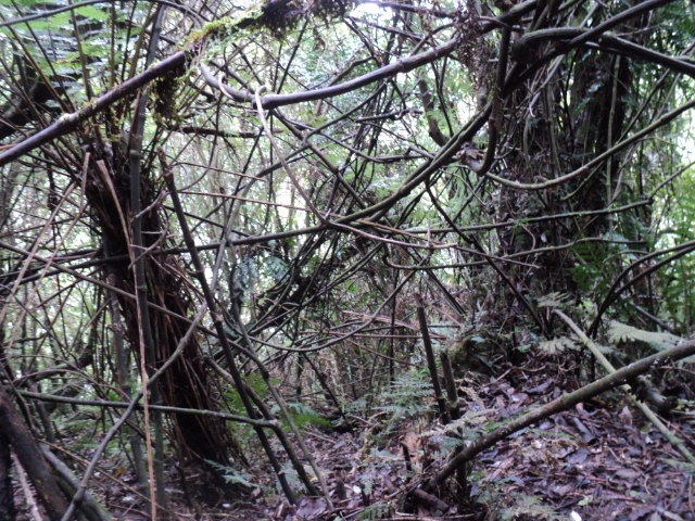 Name:  picture 01 4066.jpg
Views: 308
Size:  164.3 KB