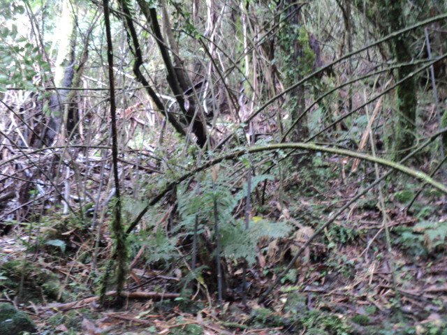 Name:  picture 01 4067.jpg
Views: 322
Size:  164.5 KB