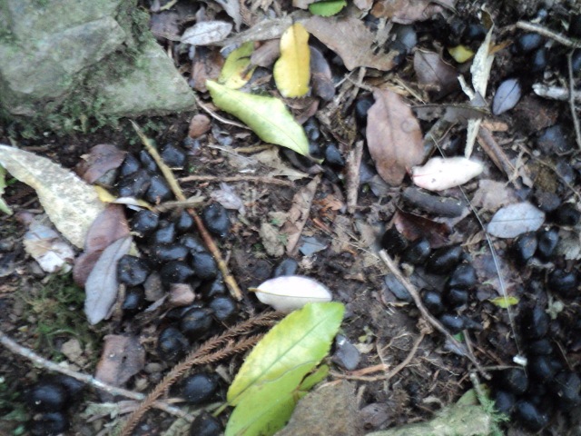 Name:  picture 01 4196.jpg
Views: 243
Size:  163.1 KB