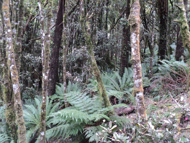 Name:  picture 01 4213.jpg
Views: 233
Size:  164.9 KB