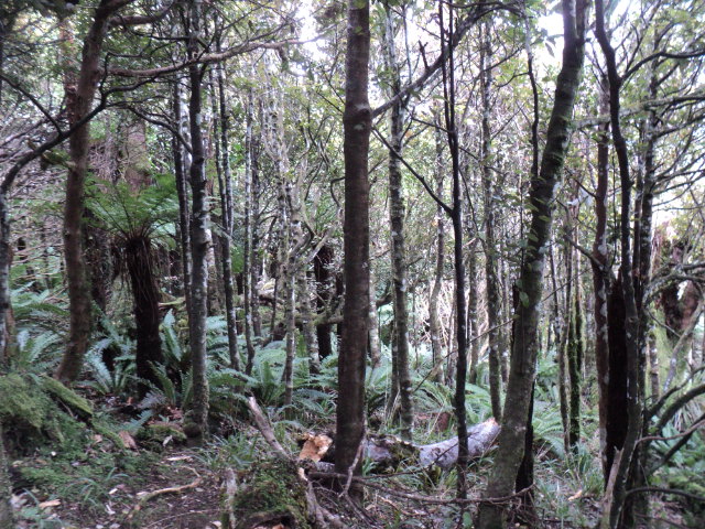 Name:  picture 01 4214.jpg
Views: 225
Size:  164.6 KB