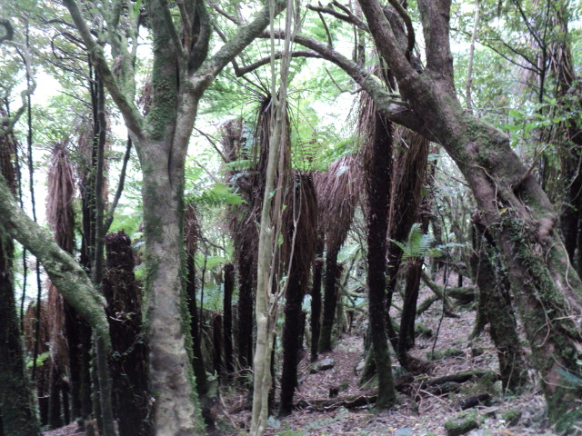 Name:  picture 01 4220.jpg
Views: 234
Size:  165.0 KB